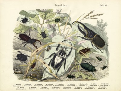 Insects by German School
